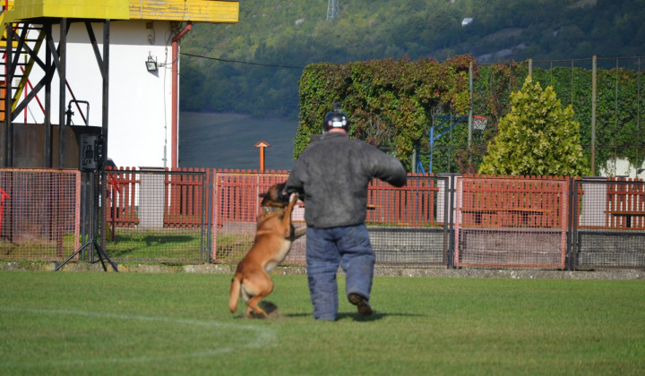 5. fotografia fotogalérie Fotogaléria / XVIII. Krajský pretek služobných psov vo výkone