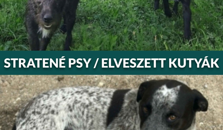 Fotka - nový článok