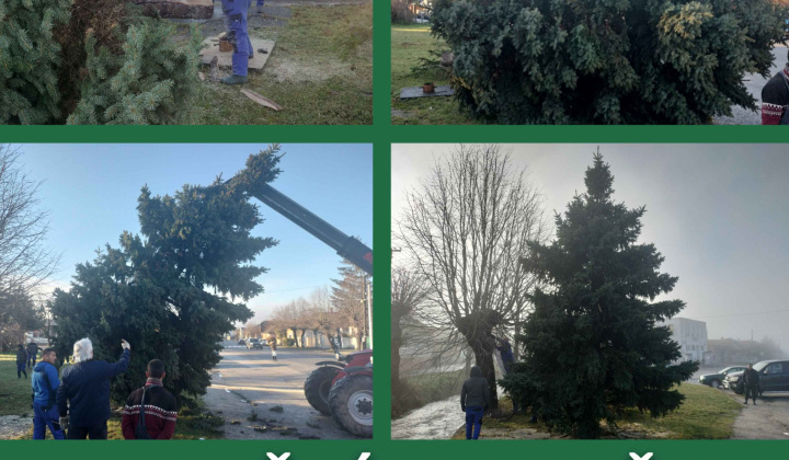 Fotka - Vianočný stromček / Karácsonyfa