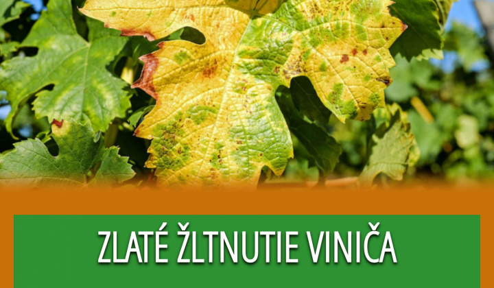 Fotka - Zlaté žltnutie viniča / A szőlő aranyszínű sárgulása